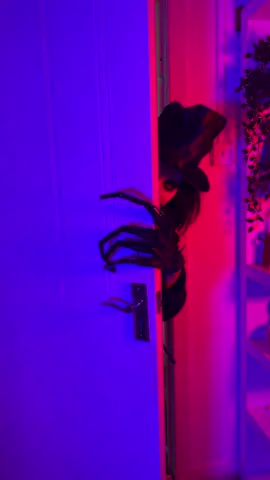 BABADOOK👹 video ib: @beeveekee #babadook #babadookcosplay #halloweencostume #scary #fyp 