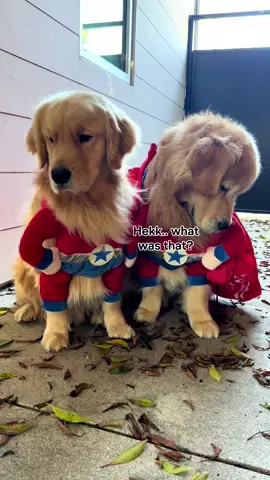 2023 costume reveal: The superheroes you never knew you needed! We swear we have what it takes. Have you seen all the ballies we’ve rescued? It’s a lot.  #tiktokhalloween #dogcostume #goldenretriever #cutedogs #superheroes #dogmom #dogmeme 