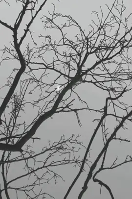 im so cold…. #winter #gloomy #greyaesthetic 