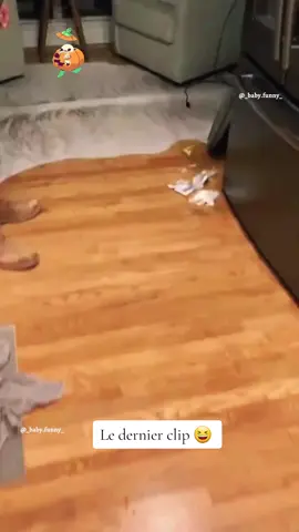 Le dernier clip 😂😂 #chat #chien #drôle #pourtoi #animaux #mignon 