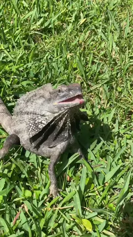 Life with Frilled Dragons🐉#frilleddragon #lizard #reptile #reptiles #animals #jurassicpark #fyp