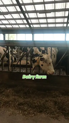 Trải nghiệm thăm quan trang trại bò sữa #dailyvlog #belgium🇧🇪 #duhocsinh #bosua_team🐄 