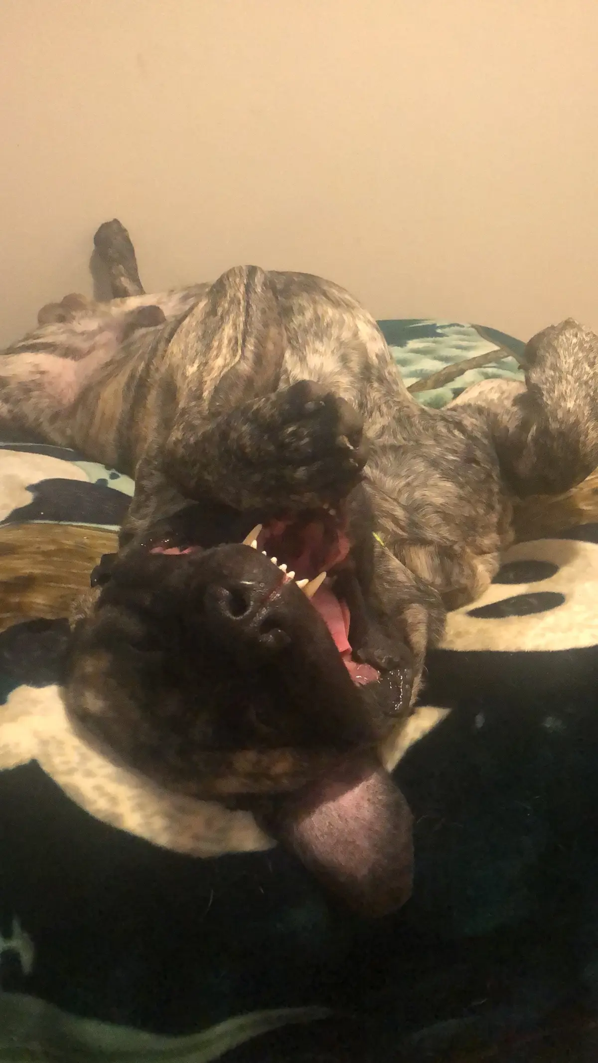 🤪🐾 #cheese #englishmastiff #em #mastiff #squishy #fyp #fypシ #fypage #woof #bear #lapdog #bigdog #dogsoftiktok #hercules #dogsoftiktokviral #sandlot #dogsoftiktokviral🐶🦮 #sweetboy #bigbaby #mastiffsoftiktok #mastiffs #mastifflover #squishyface #jowls 