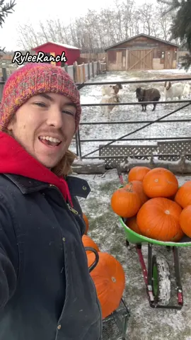 Happy national pumpkin day! Corey treating the animals of the Rylee Ranch to a pumpkin feast🎃👻 #ryleeranch #kalanrylee #followme #foryou #foryoupage #fyp #trending #tiktok #Love #animals #viral #outdoor #fall #farm #farmlife #dailylife #gayboy #farmboy #alberta #fall #winter #halloween #pumpkin #jackolantern #spooky #goat #chicken #pig #hobbyfarm #rescuefarm #animals 