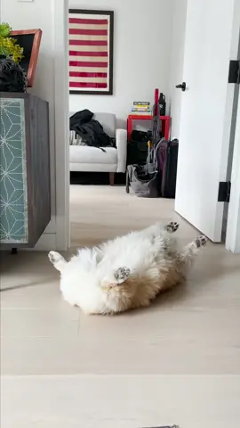 Corgis. All the time. #corgi #dogsoftiktok #zoomies 