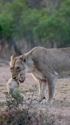 Leoa e filhote #leao#vidaselvagem #africa 