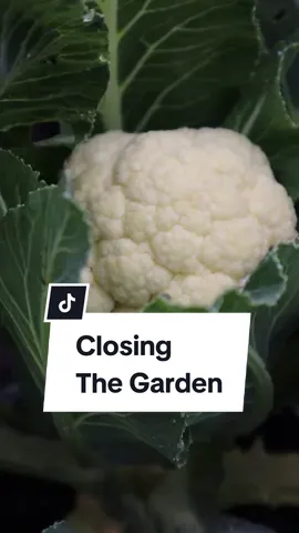 🍂 Use these 4 tips to close your garden for the Fall and wrap up the season! Let me know down below: What parts of the garden exhausted you the most and what parts energized you the most this year? #beginnergardening #gardeningtips 