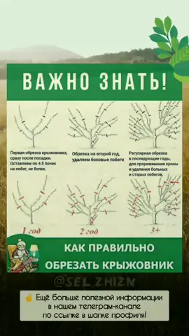 ☝️ Как правильно обрезать крыжовник осенью! #памятка #назаметку #сохрани #пригодится #полезныесоветы #садогород #крыжовник #агрест #обрезка #сельскаяжизнь 