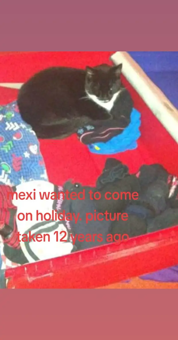 #cat #mexi #crazycatlady 
