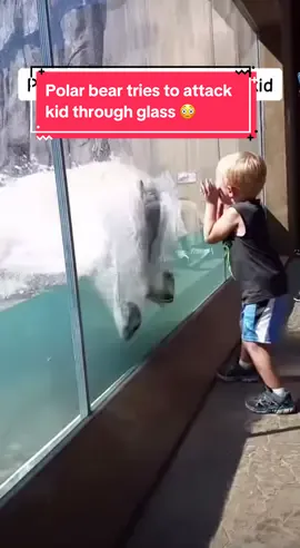 Polar bear tries to attack kid through glass   (Credit: @wildlifechronicles)   #wildlife #nature #travel #wildanimals #wilderness #wildlifephotography #pettok #polarbear #animallover #animalrescue #polarbearsoftiktok #cutepet #wild #survival #animalattack #beartok