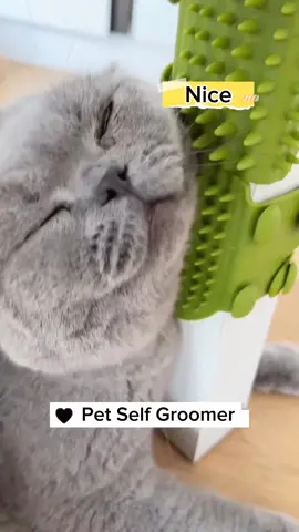 You will need these items when raising cats #amazon #amazonmusthaves #ikea #trend #trending #amazing #amazingfacts #amazingvideo #amazinganimals  #viral #viralclip #Houseware #item #catbed #cat #pet #pets #animals #funny #toy #toycat #raisingcats #us #usa #uk  . . . . . By.: @neonpets   @niniglowwormpet   @77uni_petshop   @kzlaapet