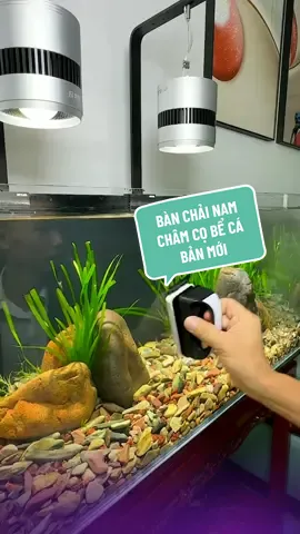 Nam châm chùi kính hồ cá bản mới #phukienhoca1688 #cọrêu #vệsinhhồcá #namchâm #cleanfishtank 