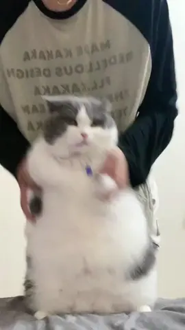 #cat#cute 