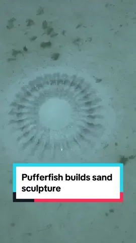 Male pufferfish create sand sculptures to attract a mate. #SpyInTheOcean #pufferfish #pbsnature #sandcastle 