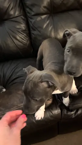 LOOK AT THIS 😳🥹🙌😭😍 #brooklynsuebyers #dogsareperfect #puppies #dogmama #dogs #cutedogsdaily #doglove #fosterpuppies #dogsoftiktokviral #puppylove 