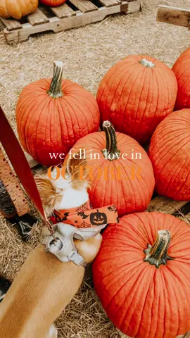 I love this vibe!! #pumpkinpatch #october #ilovefall #photodump #dogmom 