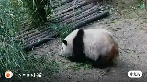 Bà nào nói tôi không biết dùng chân gãi đầu?  #huahuapanda #gấutrúc #hoahoa #hehua #panda 