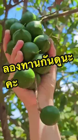 อยากให้ลองทานดูนะคะ นอกจากอร่อยมากแล้วประโยชน์เขาเยอะมากค่ะ #แมคคาเดเมียอบกรอบ #แมคคาเดเมีย #แมคคาเดเมียไทย #ราชาถั่ว #รีวิวของอร่อย #ของอร่อยบอกต่อ #รักเอ๋ย 
