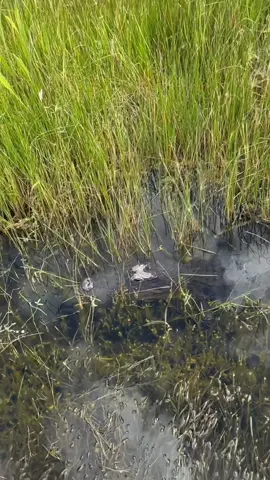 Biker VS Alligator🚴‍♂️🐊#alligator #alligators #gator #gators #reptile #evergladesnationalpark #everglades #sharkvalley #bike #fyp