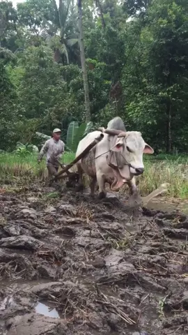 selalu ada alasan kenapa kangen kampung halaman ,suasana,masa kecil ,alamnya ,keluarga dan banyak sekali . . Video by IG : @desawisatapetingsari Lokasi : unbulharjo ,cangkringan ,sleman #yogyakarta #tempodulu #desa #kampungjawa #desayangdamai #pedesaanjawa #pedesaanindonesia #suasanapedesaan #pesonapedesaan #pedesaan #alampedesaan #desayangindah #kampungku 