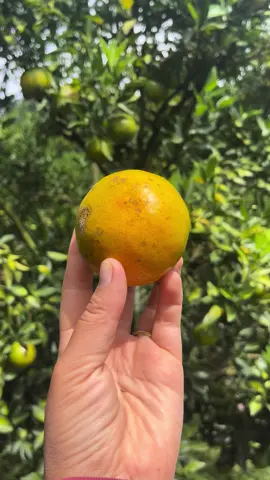 ฉ่ำกว่านี้มีอีกมั้ย#ส้มสดๆจากสวน🍊ม่อนเเจ่ม #saisaifarm 
