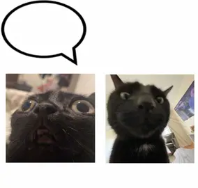 omg please shut up... #wonkwonkwonkwo #lol #catmemes #viral #pymssyx #fypp #blackcat #zxycba 