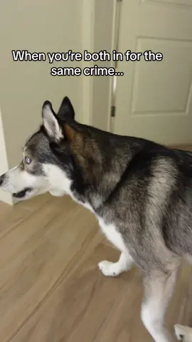 And no we don’t use the crate for punishment, it was simply for the video, relax.  #huskiesoftiktok #huskytok #talkinghusky #dogsoftiktok #husky #huskylife #dogs #doglove #huskies 