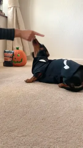 Tricks for treats! 🎃 8 tricks in 13 seconds, not just a pretty face, eh?  #dog #dogs #minidachshund #miniaturedachshund #ilovedogs #dachshund #sausagedog #dackel #doxie #fyp #dogs #pups #teckel #dogsoftiktok #puppy #dachshundpuppy #halloween #tricksfortreats 