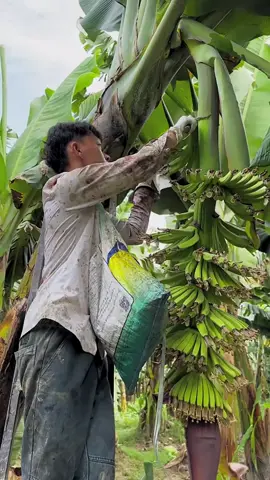 How banana is harvested 