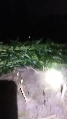 cắt bắp trắng một giờ sáng##GamingOnTikTok❤️🥰 🇻🇳🥰