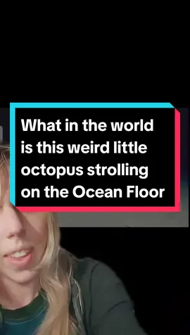 #octopus #weirdpets #weirdanimals #aquatics #fishtok #greenscreenvideo #greenscreen 