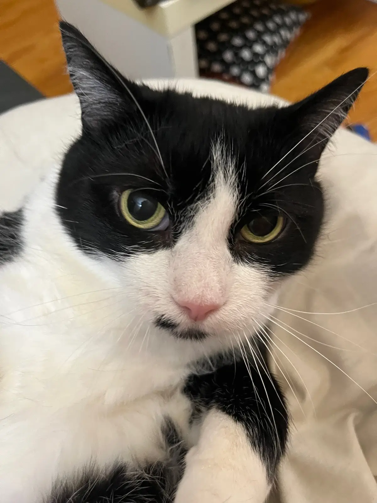 The face she makes when i threaten her with a diet.  #gigi #tuxedocat #spicy #cat #cats #catsagram #cattok #catsoftiktok #cattiktok #rescuecat #fyp #foryoupage #foryoupageofficiall 