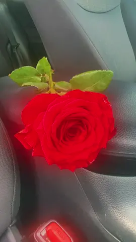 A rose left in the car 🌹🌸🌷#fyp #rose #car #flower 