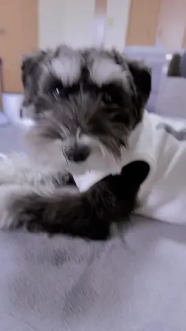 寝癖なのかな？ボサボサ笑 #ミニチュアシュナウザー #ミニチュアシュナウザー子犬 #犬のいる生活 