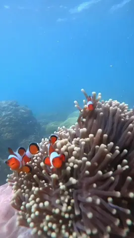 Kuy snorkeling bareng nemo di Pulau peucang Ujung kulon🤗 Open trip Ujung kulon ready setiap weekend, yang mau booking bisa mulai dari sekarang😎 More info : 085778179815 #pulaupecang #jejakperjalanan #opentrip #privatetrip #peucangisland #trippulaupeucang #ujungkulon #exploreindonesia #exploreujungkulon #peucangislands #travelingindonesia #tourandtravel #fyp #virrall #fypシ 