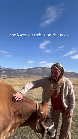 Lady the cow 🤎