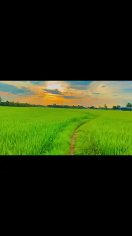 Mình thích những chiều lang thang ở những con đường ở quê rồi kiếm một góc nào đó,lặng nhìn hoàng hôn dần buông xuống và lại ngẫn ngơ nhớ lại tuổi thơ của mình ,có cánh đồng lúa chín,con diều,tiếng mẹ gọi về ăn cơm….🥰#62longan #xuhuong #nhachaymoingay #mientay #fyp #tamtrang #hoanghon #motbuoichieuchill #chill 