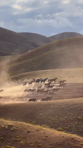 The most magical country, Kyrgyzstan you are the winner 🇰🇬 #traveltiktok #fyp #backpacking #kyrgyzstan #horses 