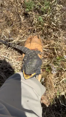 After releasing this legend of an Eastern Bearded Dragon he decided to chase me down and make sure I understood that he was the alpha! 😆😆😆 Eastern Bearded Dragon (Pogona barbata) Rescued and released in Balranald NSW, AUSTRALIA. #reels #reel #lizards #lizard #lizardsofinstagram #beardeddragon #beardeddragons #beardeddragonsofinstagram #herpetology #herpingtheglobe #fauna #wildlife #wildlifeconservation #animals #instagood #reelsvideo #reptile #reptilesofinstagram #funnyanimals #fauna #australia