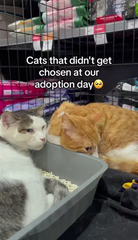 10/25 cats adopted today 🥺🤩 Thankyou so much to @petbarn for helping us find these angels their forever homes 🧡 While 10 amazing souls got to go to their forever home today, we have many that didn't 😔 Here's a little glimpse of the kitties still patiently waiting for their turn.  They watch on as their friends get picked up and kissed, then put into a brand new carrier as they're being chosen, while they sit there and hope for their special person to come along 🥺 Let's help them make that dream into a reality! Share this video far and wide! Tag friends or family wanting to add a family member to the home 🏡 Help them reach their human that's out there but doesn't know they exist yet 🥺 Wanting one of these angels? DM us for more info!  APPLY HERE TO ADOPT - https://form.jotform.com/213521591519859 #adoptdontshop #adopt #rescue #rescuecat #cat #catsoftiktok 