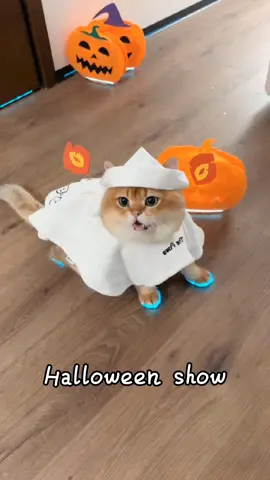 Dress up as ghost for Halloween #cute #cat #fyp 