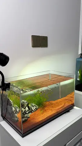 It is very suitable for a three-in-one filter for a small fish tank. Do you want one?#foryou #fishtoks #fishtanks #Filter 