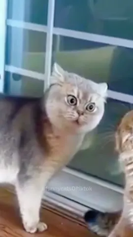 Part 15 | Funny cat videos #funnycats #funnyanimals #funnypets 