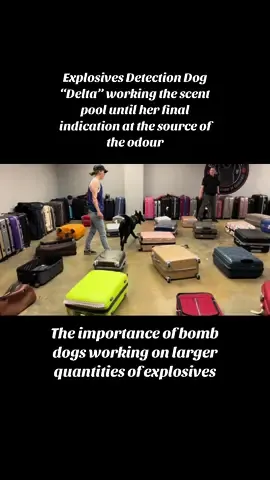 Explosives Detection Dog “Delta” working on a larger amount of Explosives Odour.  Many training programs forget to vary quantities. Train for success in the real world. #bombdogintraining #explosivesdetectiondog #germanshepherd #thenoseknows 