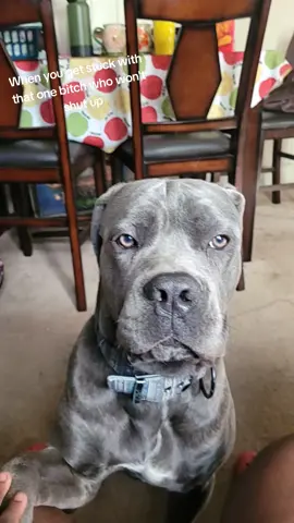 #VozDosCriadores #screammovie  #canecorso #clingy #clingypet #fedup  He was so fed up with me😭😫