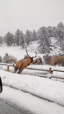 Beautiful day in Estes Park this morning. Some of the bulls are still bugling and watching after their herd.  #bullelk #elk #ellbugle #elkbugling #natgeo #naturevideos #wildlifevideos #coloradowildlife #estesparkelk #estesparkcolorado #estespark #fyp #foryou #bullelkcolorado #snow 