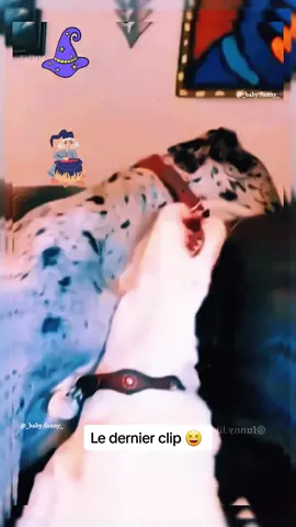Le dernier clip 😂😂 #chat #chien #drôle #pourtoi #animaux #mignon 