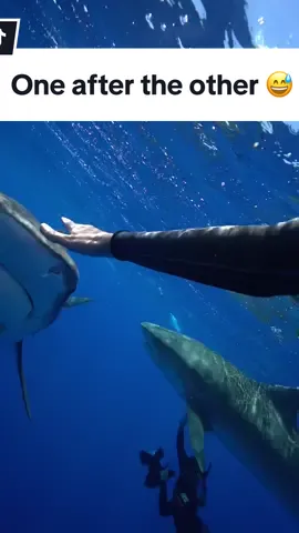 Often once one shark takes interest in you, another wants to investigate. They can follow each other’s lead or compete with one another in an attempt to not miss out on a hunting opportunity. In this case, the sharks were very aware that I was not a food source & just brief contact was able to deter them away. 🦈⚡️🦈 #tigershark #sharkdiver #hawaii #ocean #sharkdiving #tigersharks