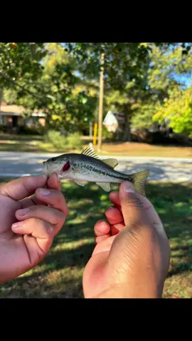 I love the details in tiny bass, can’t believe the recordsize  is 22lbs 🤯 #bassfishing #bass #angler #staterecordbass #tournamentfishingislife #tournament #dink #largemouthbass #baitcaster #lews #shimano #abugarcia #fish #tiny #johnboat #jonboat #raleighfishing #raleighangler #raleighnc 