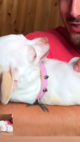Nikki's fans. Good song with the participation of Niki the dog girl#pet #PetsOfTikTok #dogsoftiktok #chihuahua 